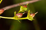 Roundpod St. Johnswort